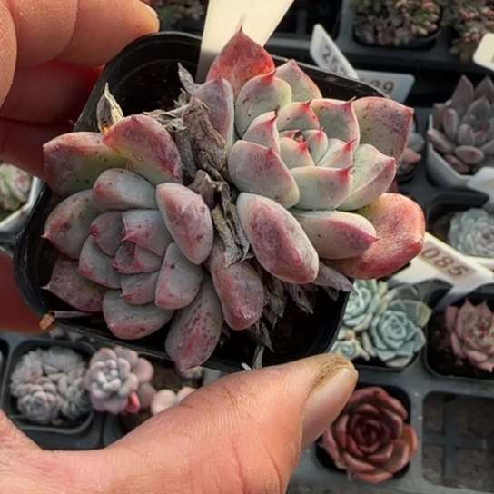 159阿尔巴佳人多肉植物多