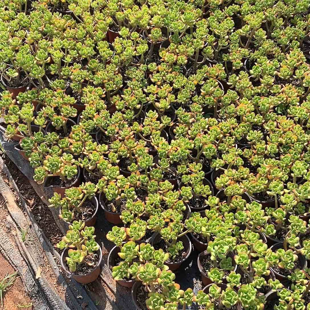 程***梅达摩宝珠30颗多肉植物