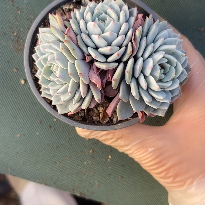 两单包邮，一物一拍，海绵宝宝