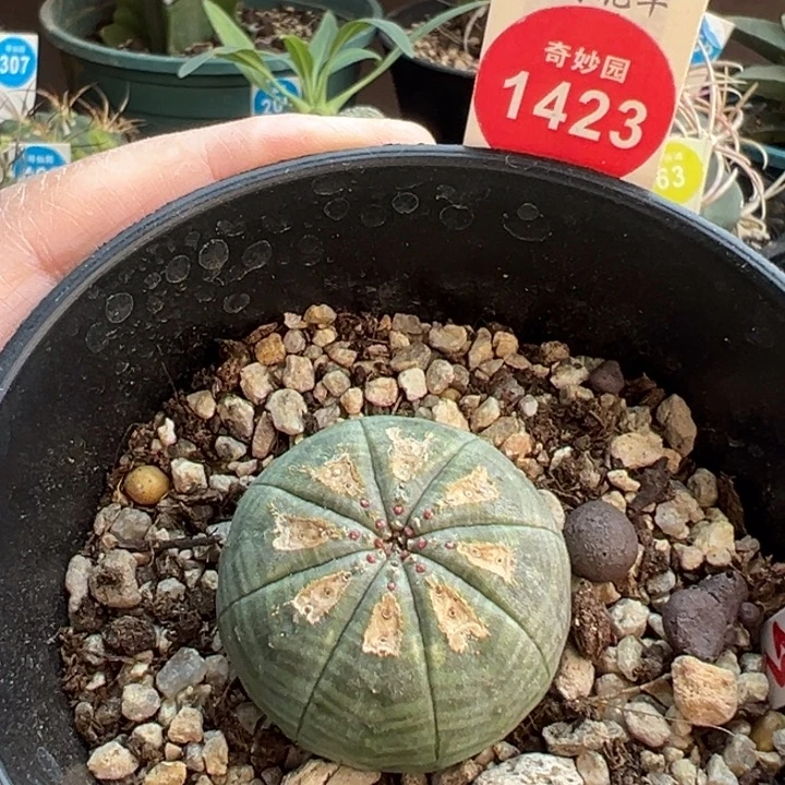 实生老斑布纹球3.4cm