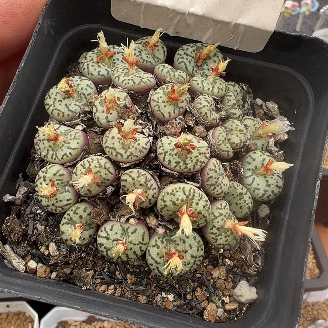 25头左右 手捧花群生安贞 5.6cm