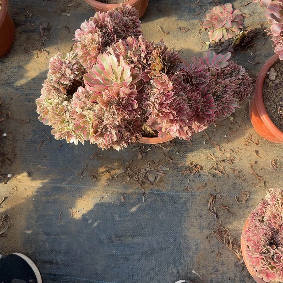 艾***姐女巫您热热热热明年