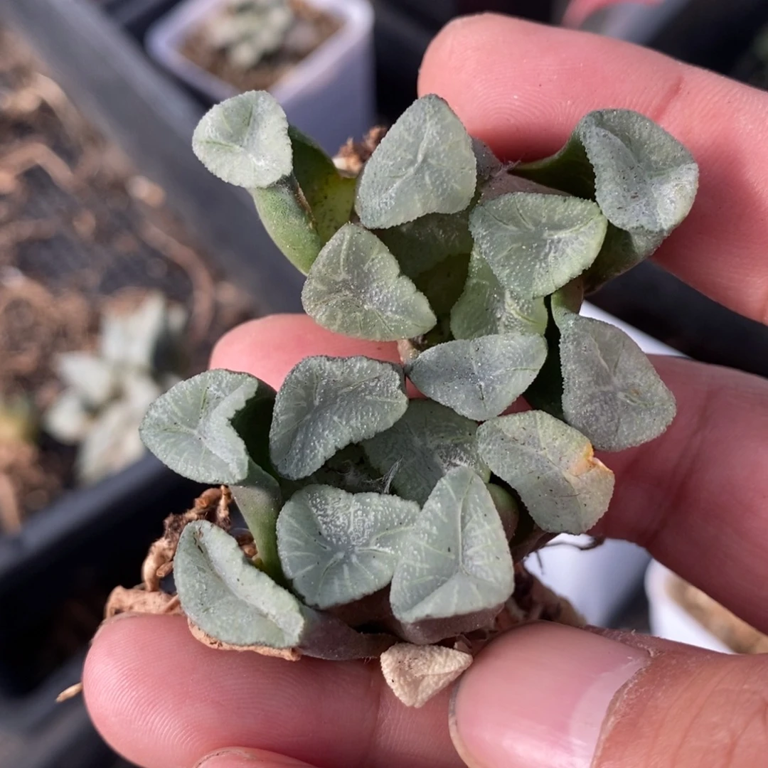 2301 一颗实生空明湖万象