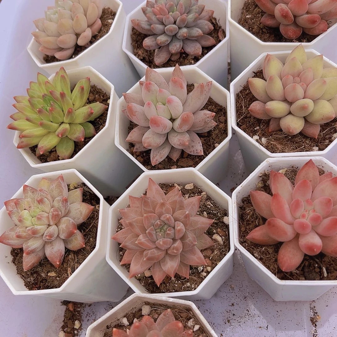 美人组合10盆19多肉