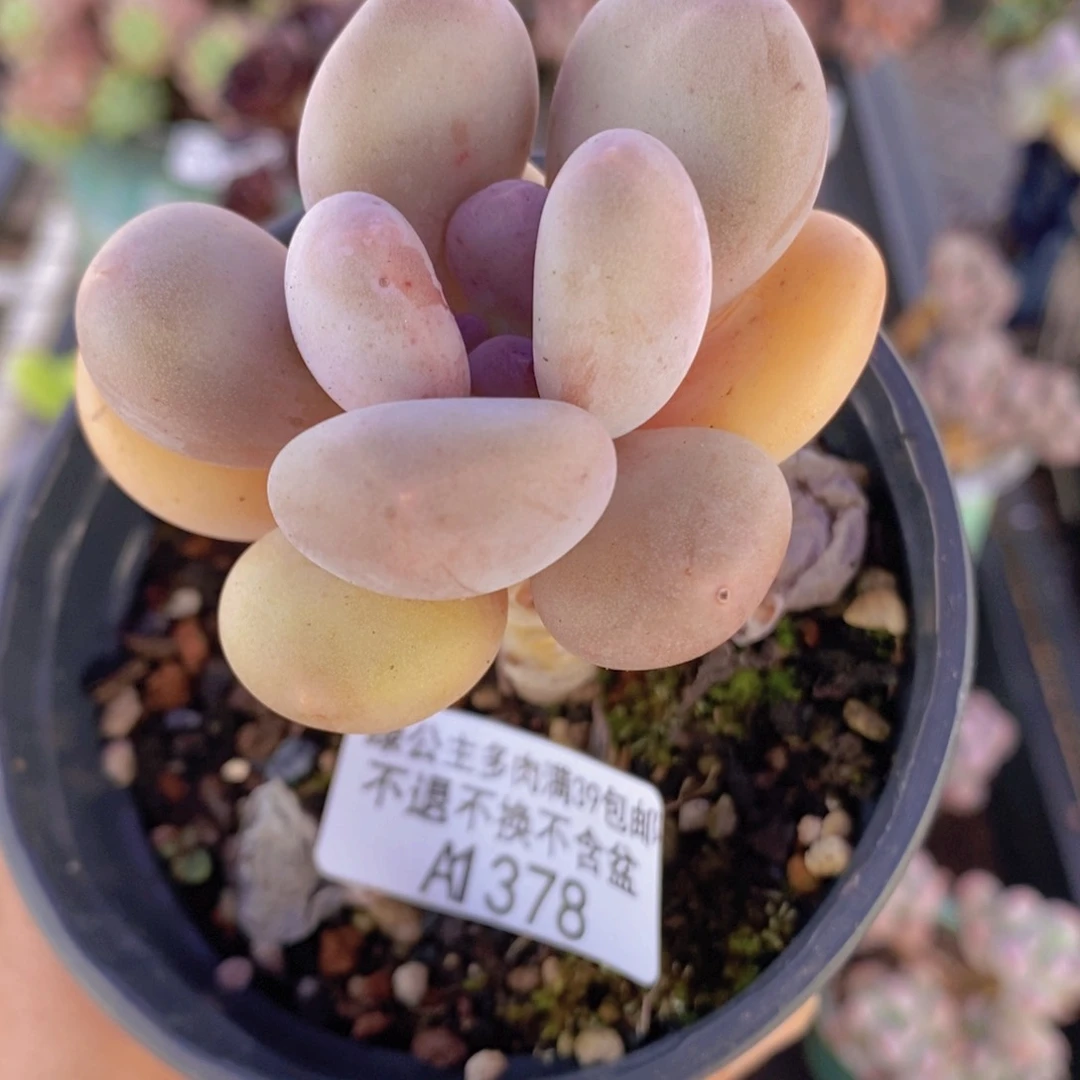 蛋黄奶老桩单头378多肉植物
