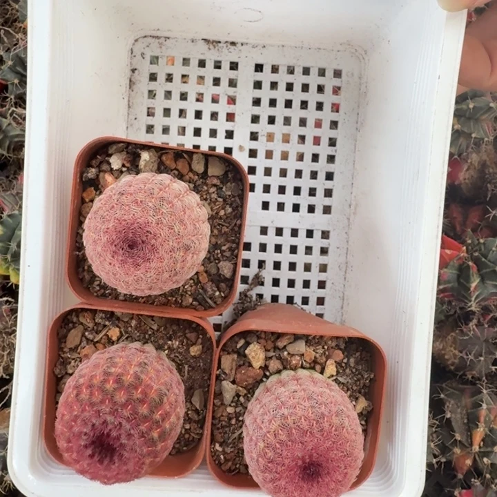 1160带盆土发货一