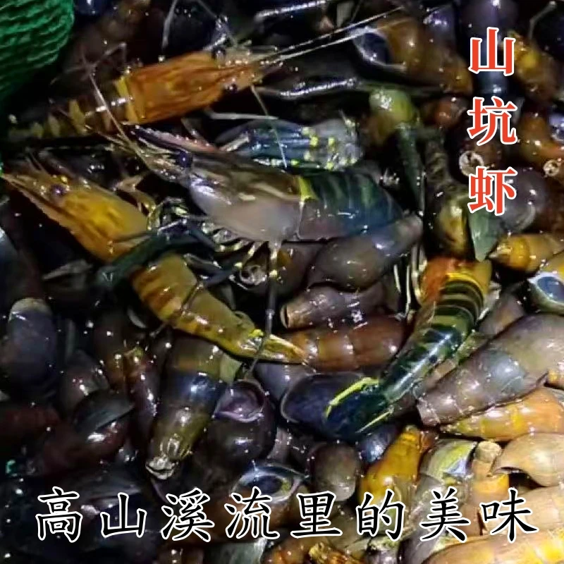 【山坑虾】广东河源高山溪流原生态冷水虾淡水活虾速冻顺丰冷链发货