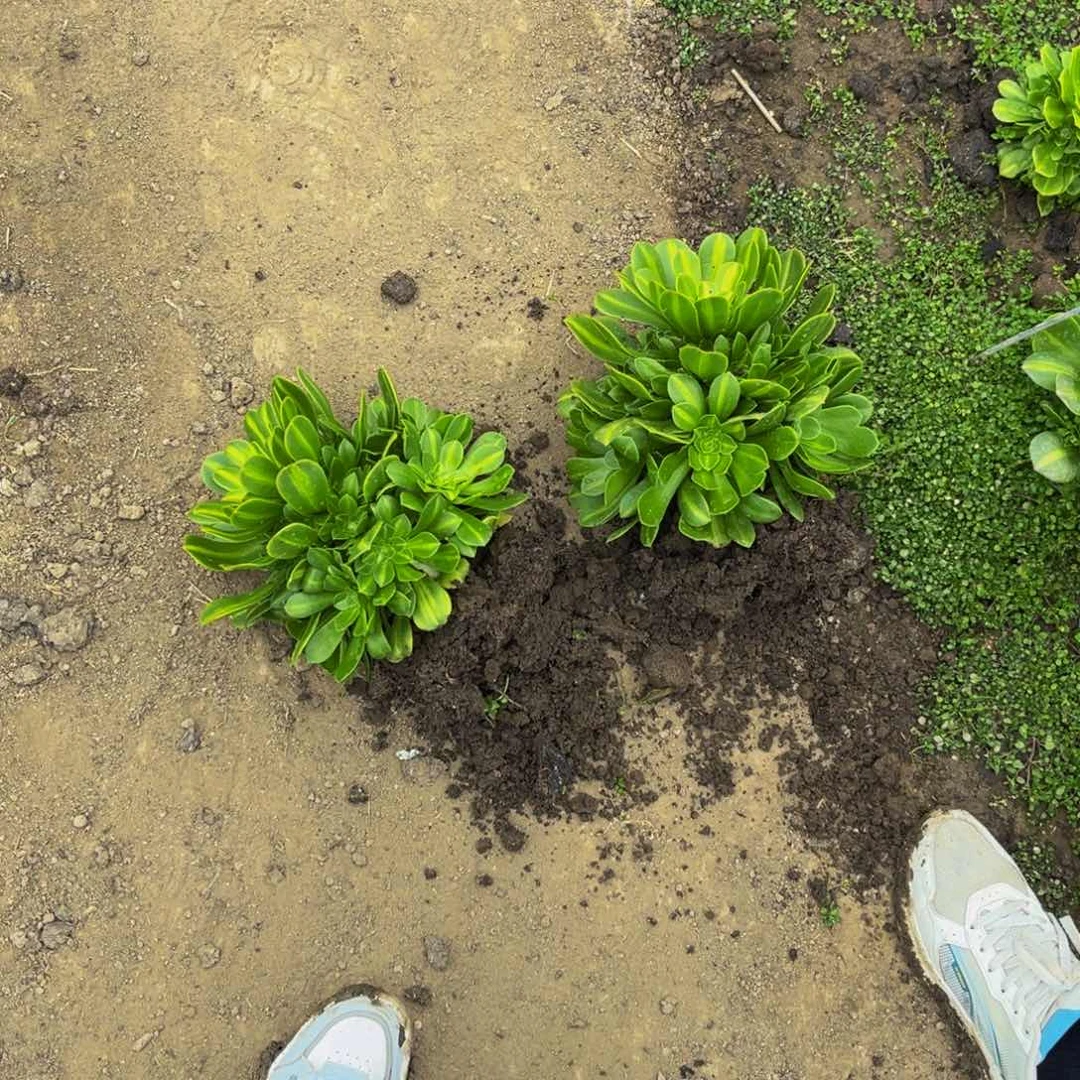 翡翠琉璃多肉植物捧花的