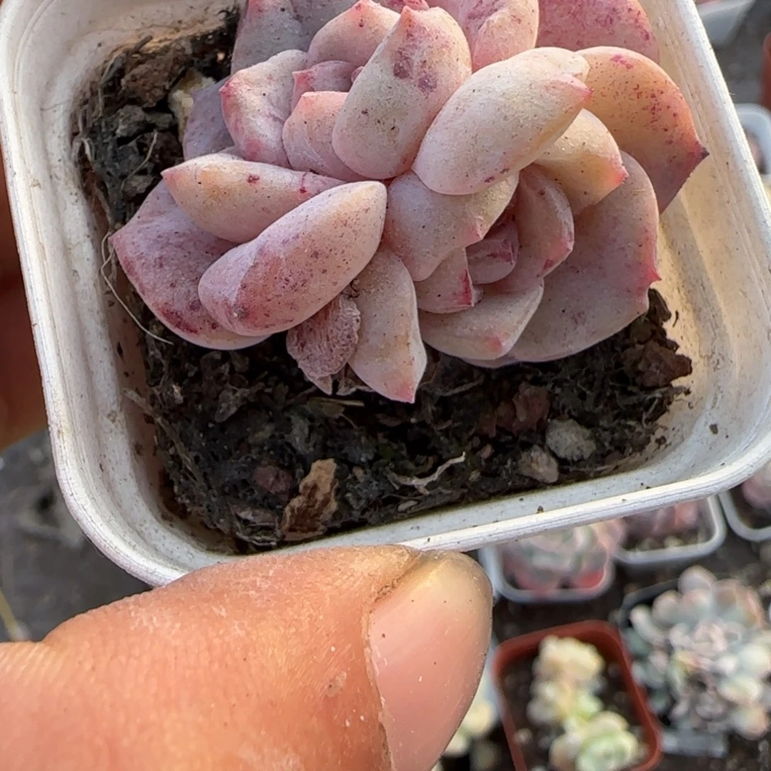 小卡拉米糖心一物一拍