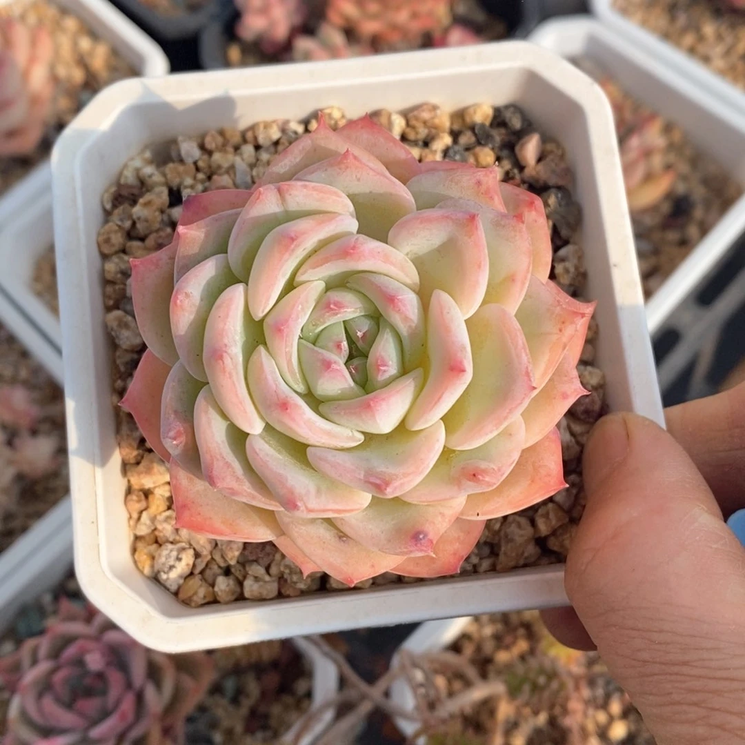 精品多肉一物一拍不包整127