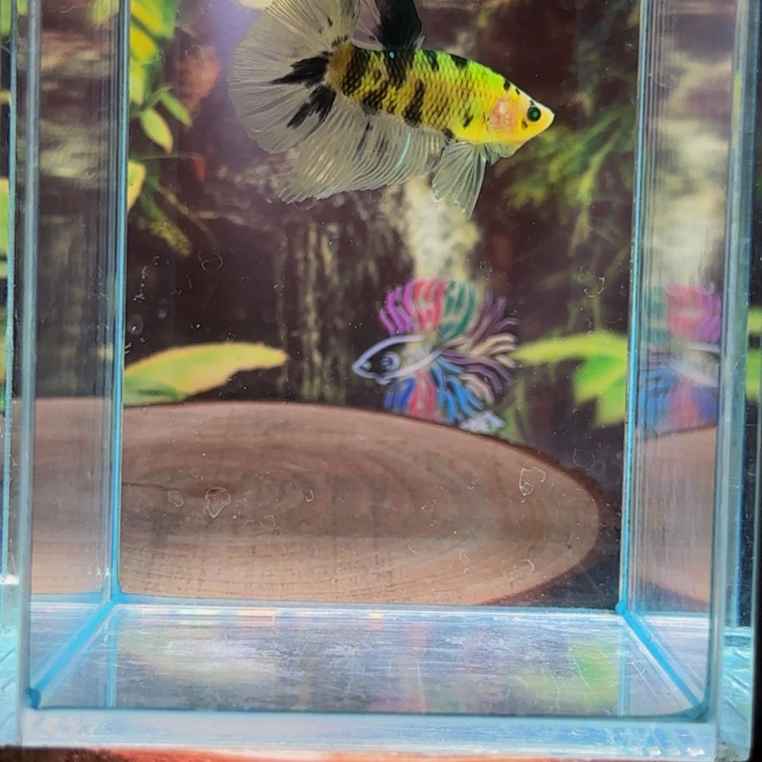 海水鱼玉熊猫6加尺寸