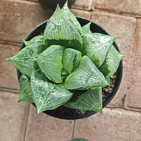 果般若一颗多肉植物原盆