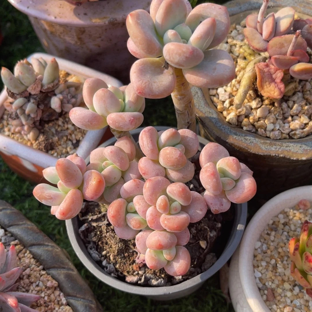 多肉植物一物一拍