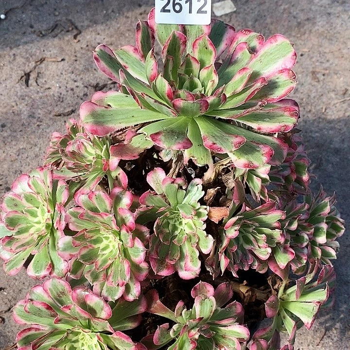 2612 一颗没几法师