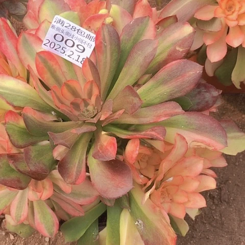 幽*2.18-9绍修七彩多肉植物