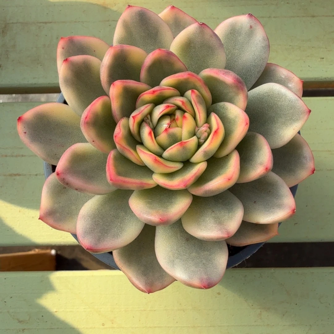 玫瑰冬云锦锦上园艺一物一拍