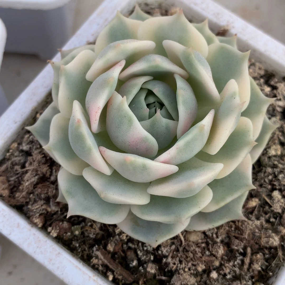 露娜莲控锦上园艺一物一拍