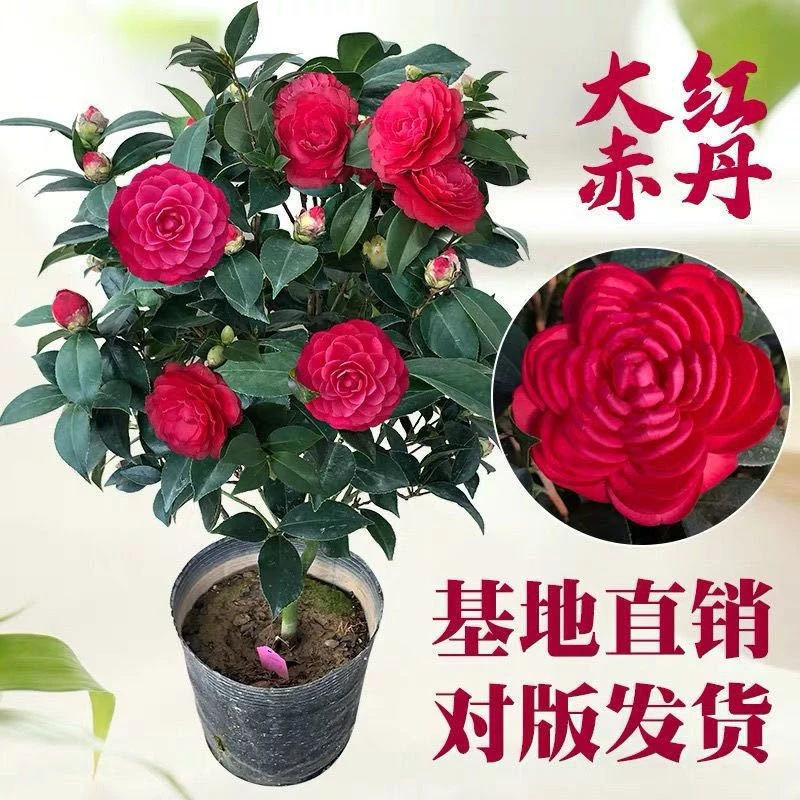 80 - 100cm带花苞红茶花盆栽四季常青耐寒适合室外种植