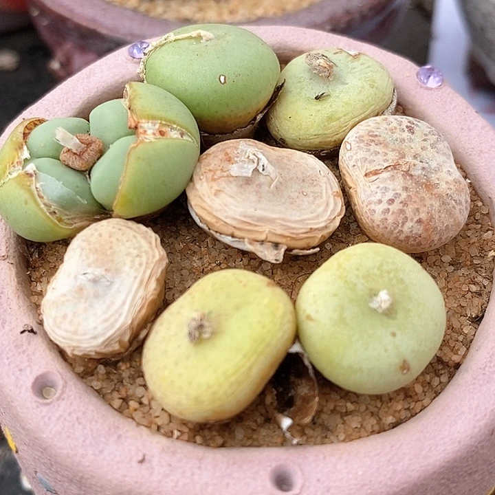 大型紫花饼一颗一颗