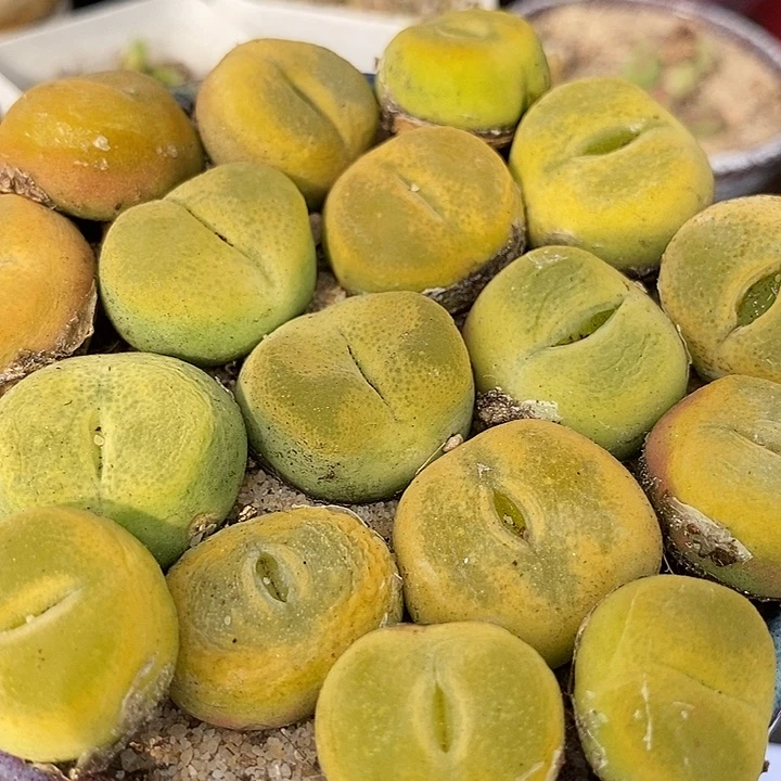 黄绿蟠桃母本一颗