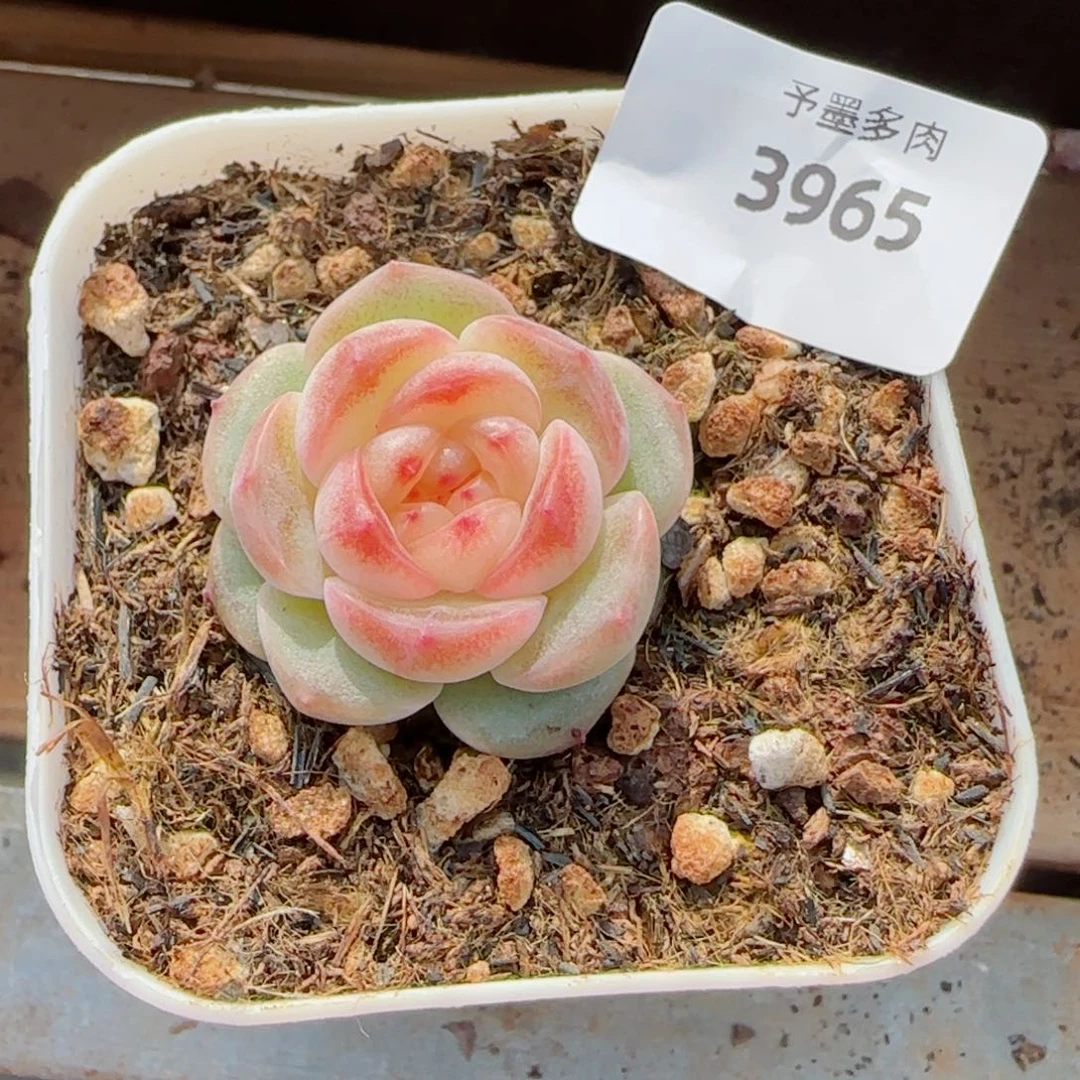 方糖，3965多肉植物