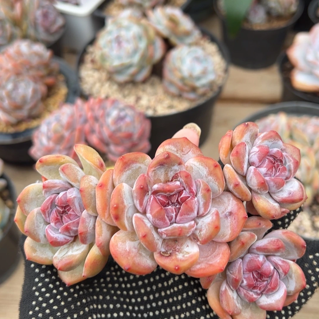 四头趴地紫心粗腿