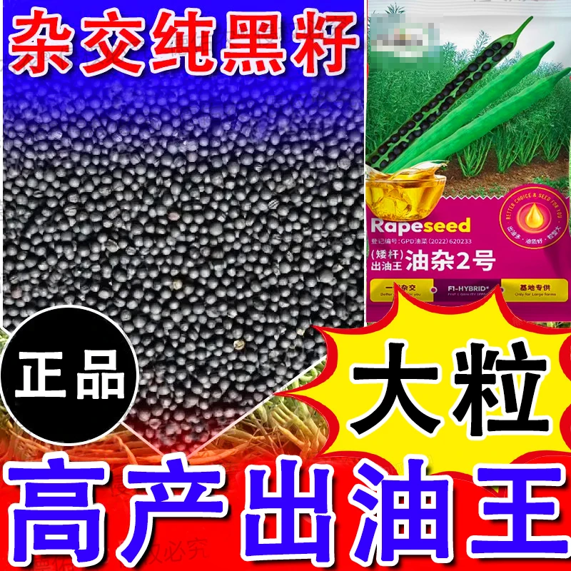 高产高油油菜种子矮杆早熟正品原装新品种大荚油菜籽耐寒抗倒抗冻