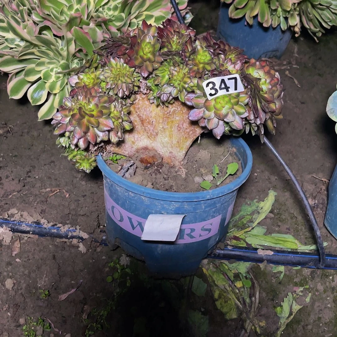 抹茶法师15-23包邮法师