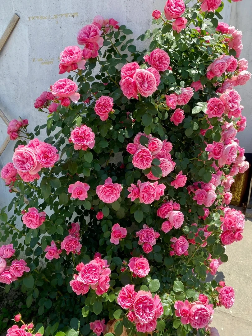 粉色达芬奇大型爬藤月季花苗蔷薇老桩盆栽地栽庭院南北方四季开花