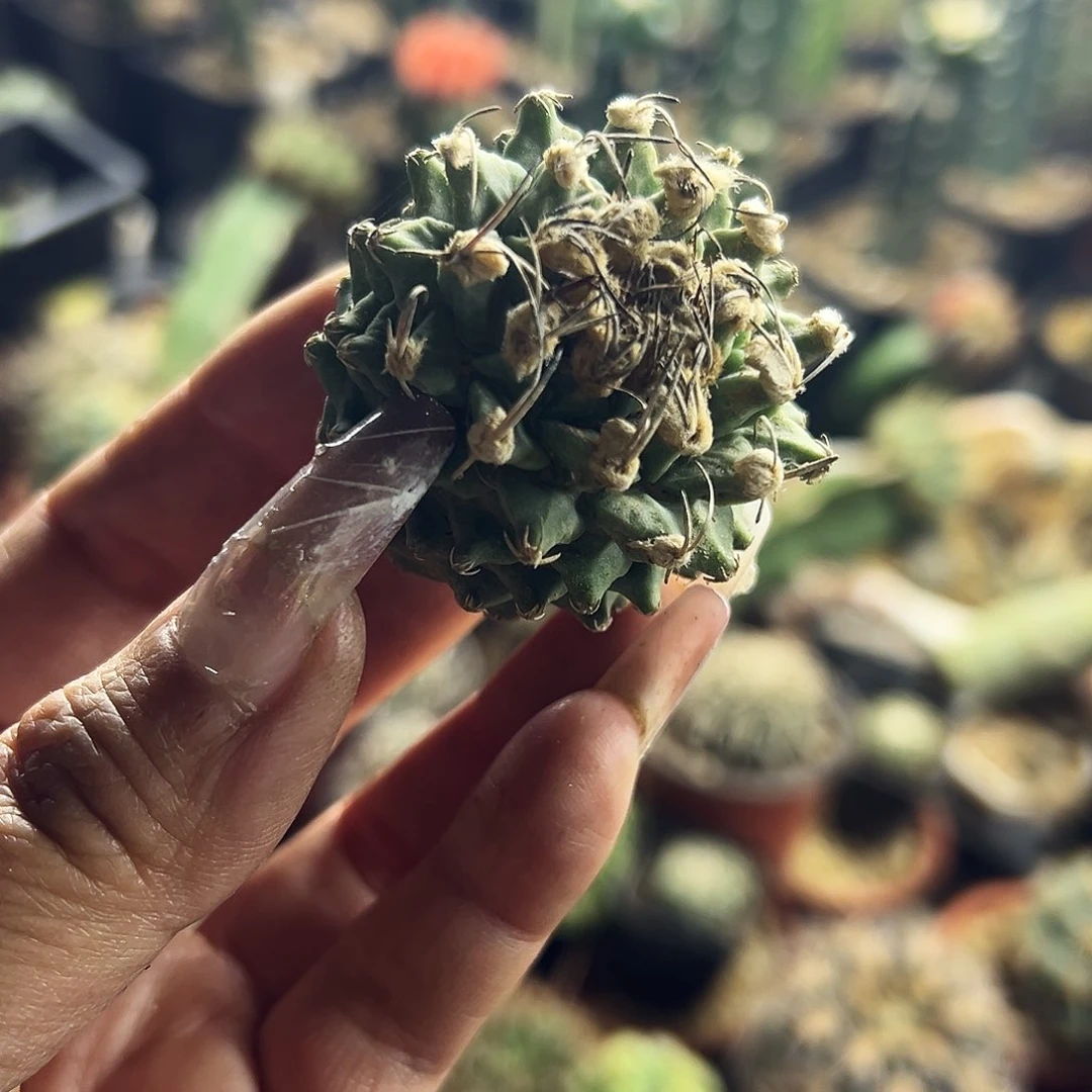 燃*娇丽福利仙人球1111111