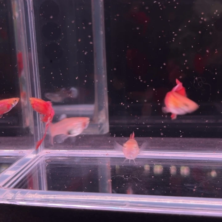 孔雀鱼红尾双剑2对