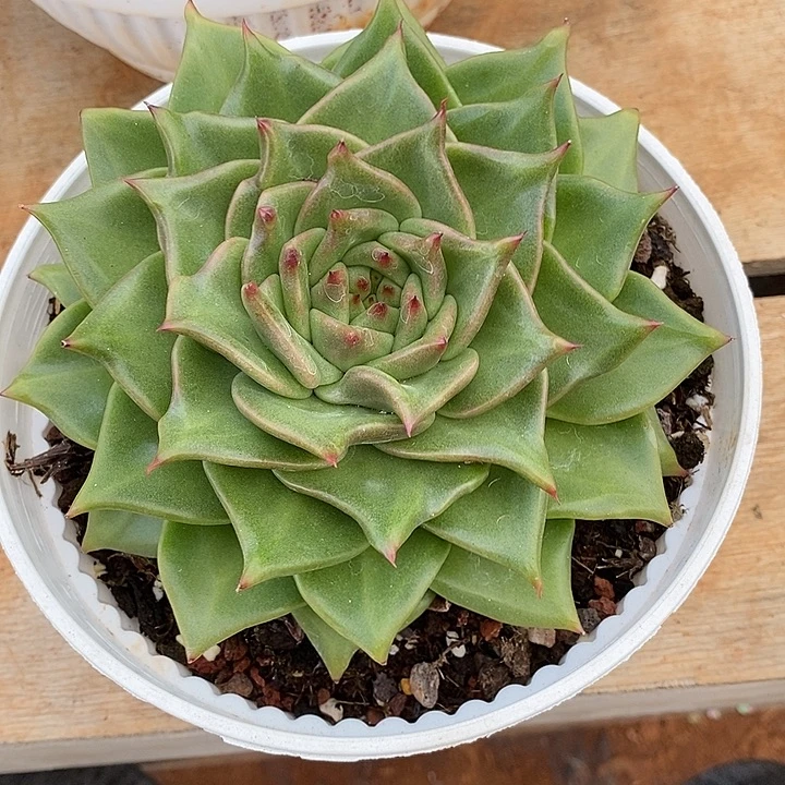 快***囚原始种变异2 ，