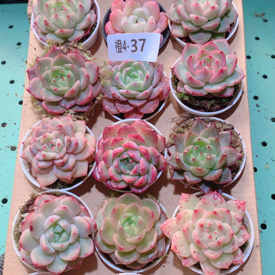 4-37一物一拍多肉带盆18颗