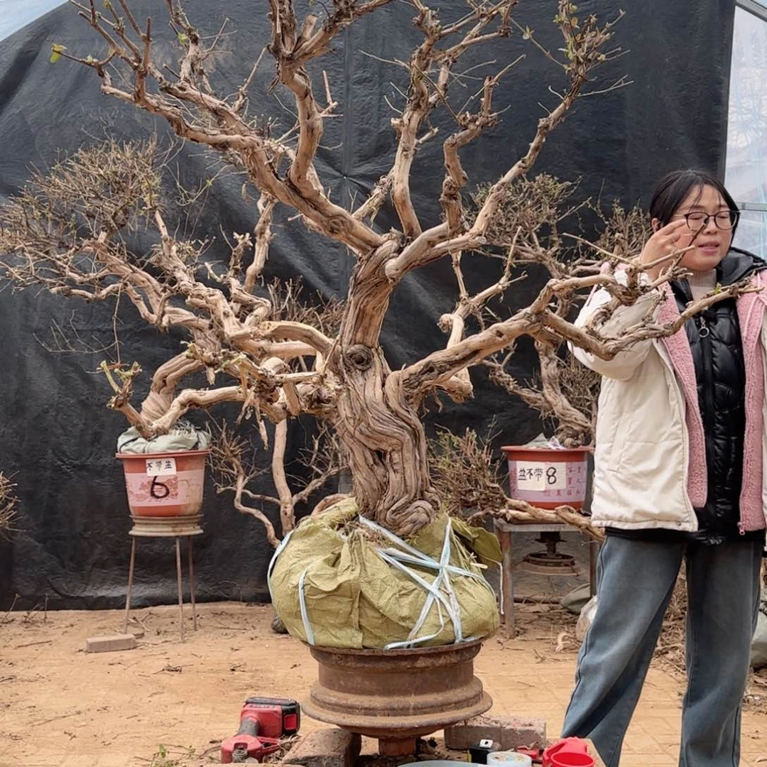 a***o金银花金银花金银花