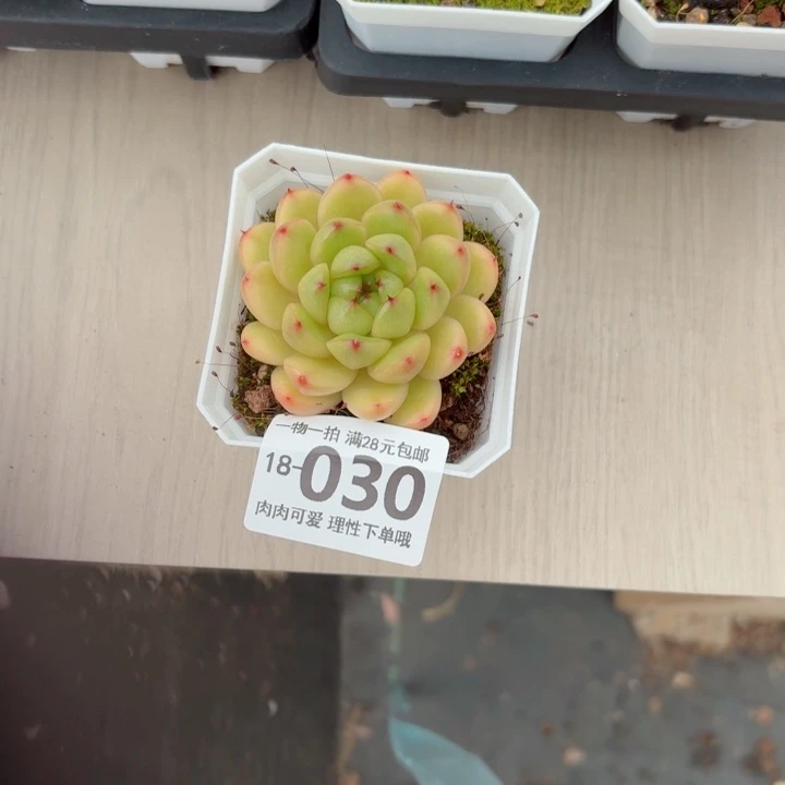莱拉多肉无盆土发货多肉多