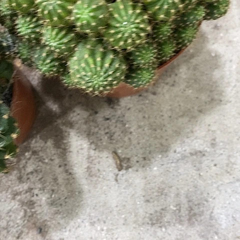 多色丽花仙人球xwtioop