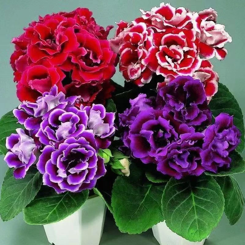 大岩桐花种子好种好养盆栽地栽均可种植