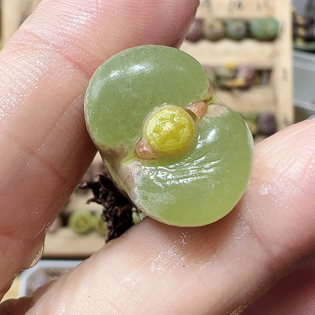 无花朵粉红女郎1樂包邮