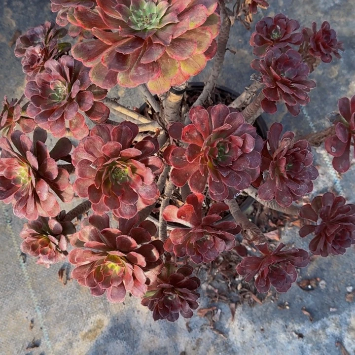 00000000000719金刚