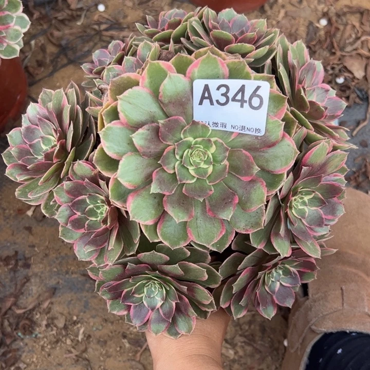 花妖多肉植物346.