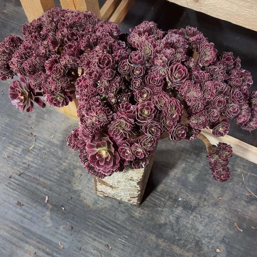 美杜莎缀化老桩厚板朵朵