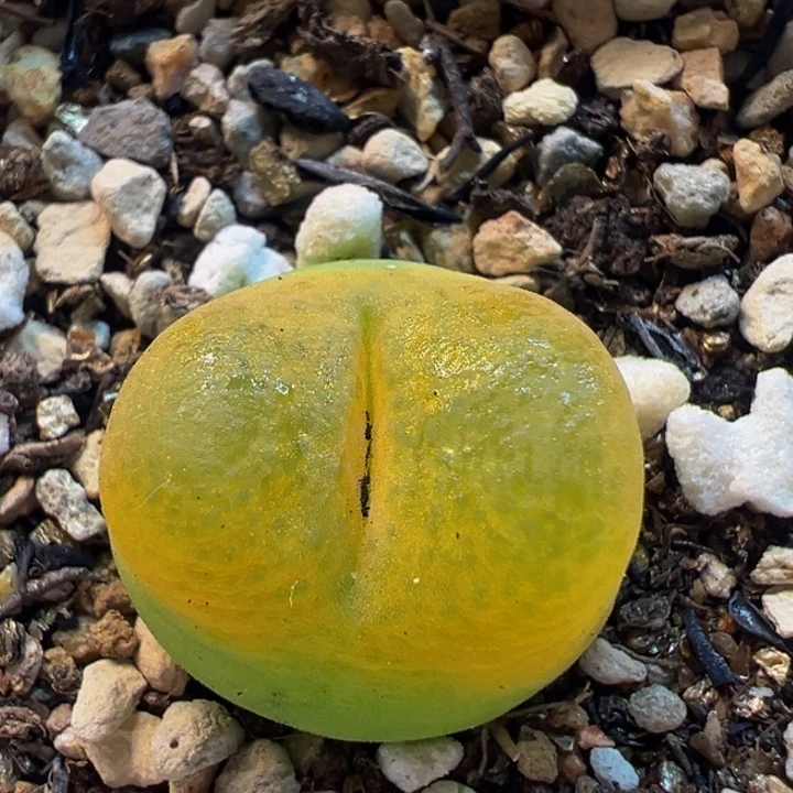 61多肉植物百科植物