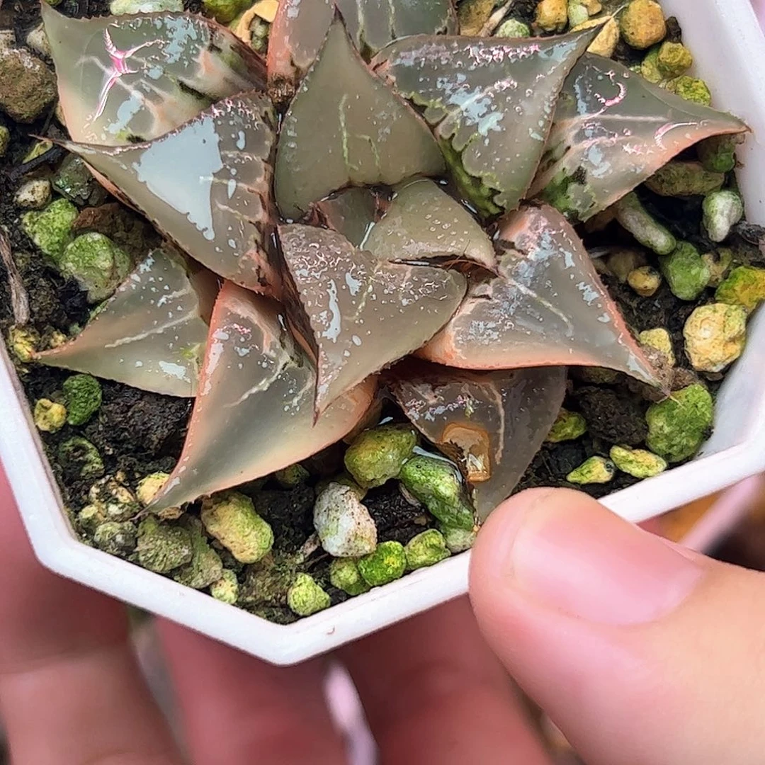 酒吞童子锦母本十二卷锦