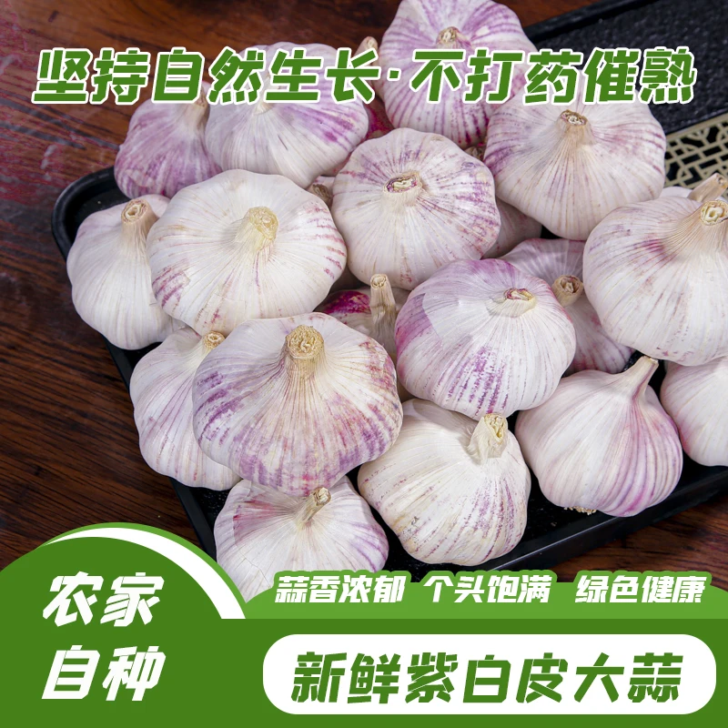 精选大蒜颗颗饱满特大新干大蒜头科发农场蒜头大蒜种子