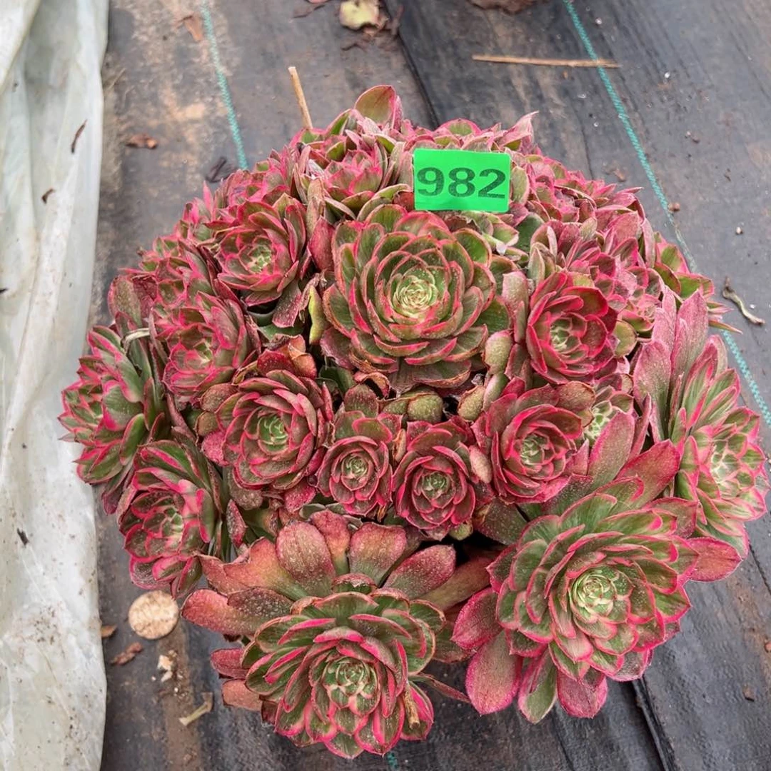 982莲花座法师多肉