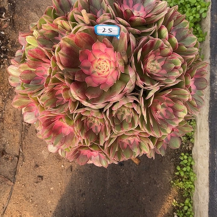 夜***者25荔枝手捧法师多肉