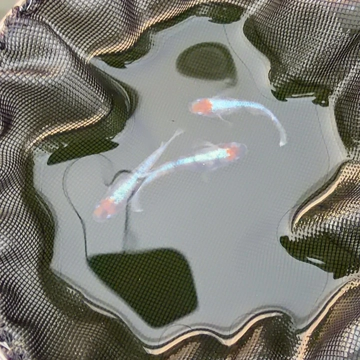 青鳉鱼编号 40 天照三色 3 条