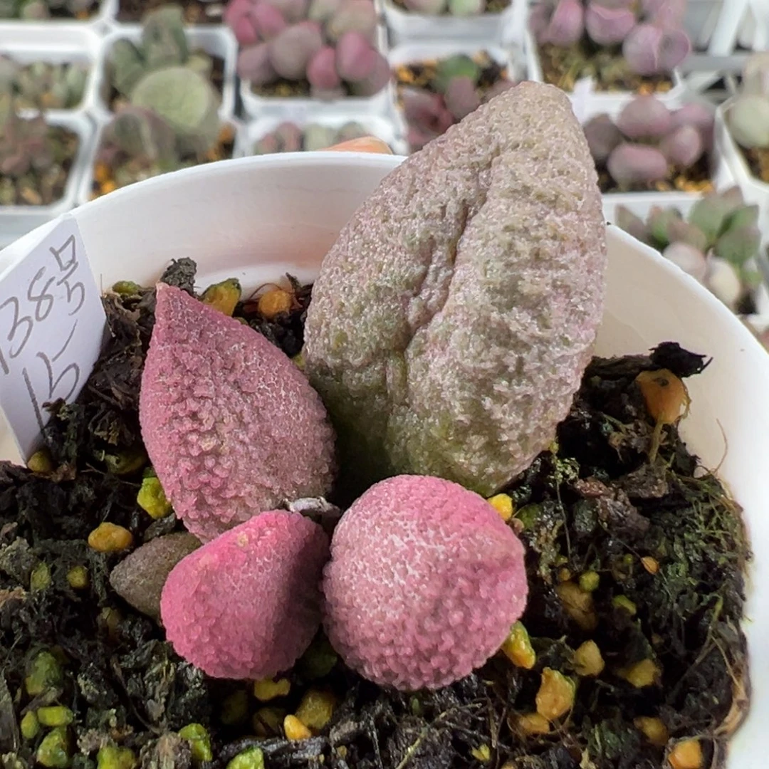 w138号多肉植物水泡