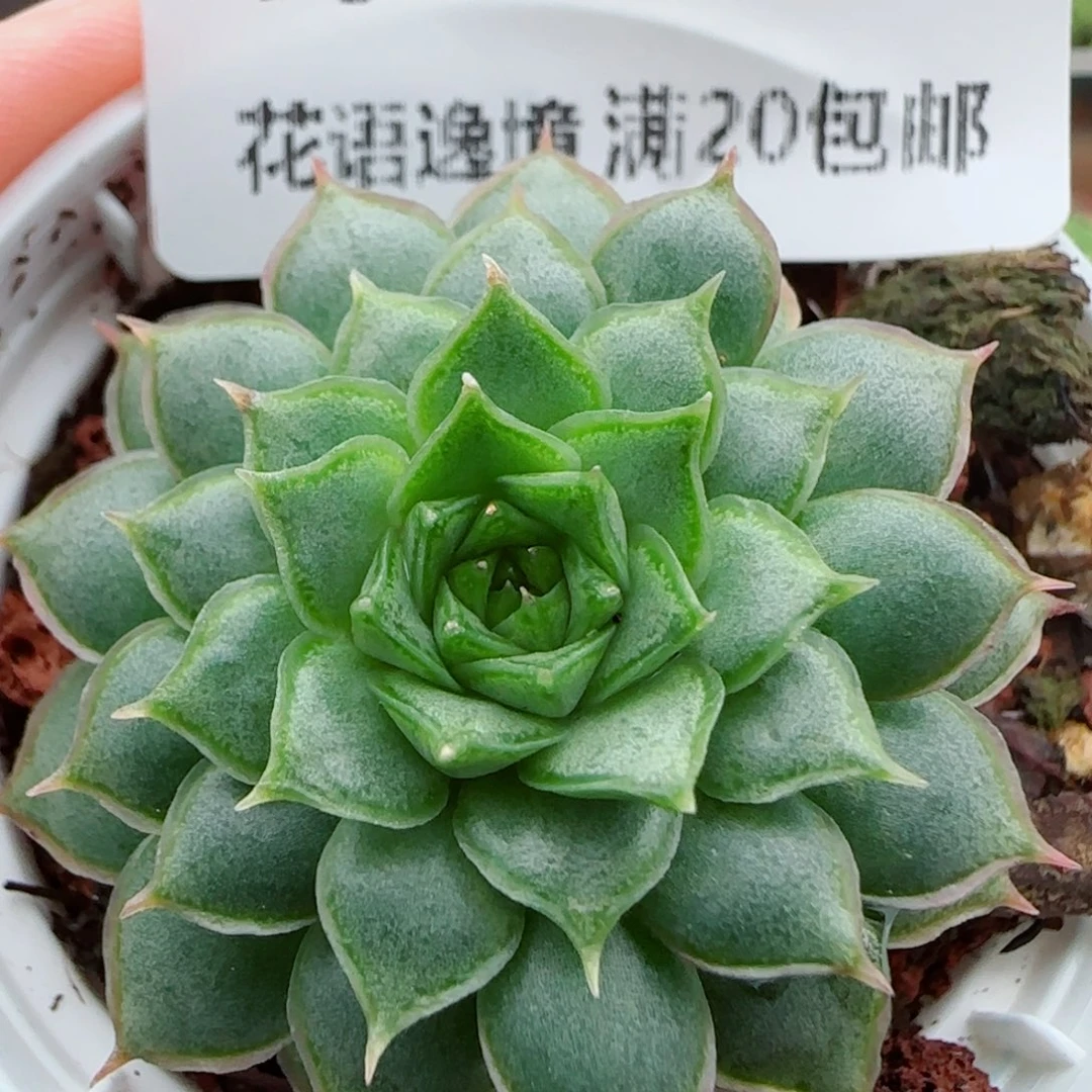 花语逸镜0923-15杂