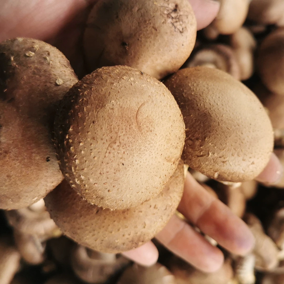 绿色|鲜品香菇(450g)香菇